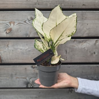 Aglaonema (Aglaonéma) ´WHITE JOY´- kont. C1L, výška 20-25 cm